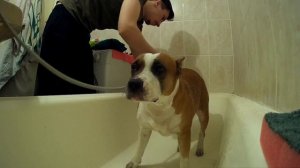 КУПАНИЕ АМСТАФФА И СТРИЖКА КОГТЕЙ