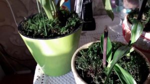 Лесной мох для орхидей