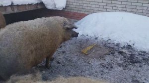 Венгерская мангалица.