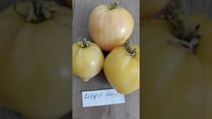 Самые урожайные томаты открытого грунта. Часть 2.