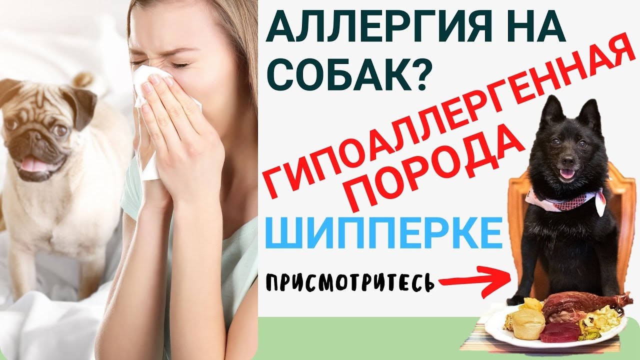 Что делать, если ХОЧЕТСЯ СОБАКУ, а вы (ребёнок) аллергик - присмотритесь к ШИППЕРКЕ!