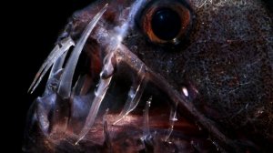 Тайны Марианской впадины