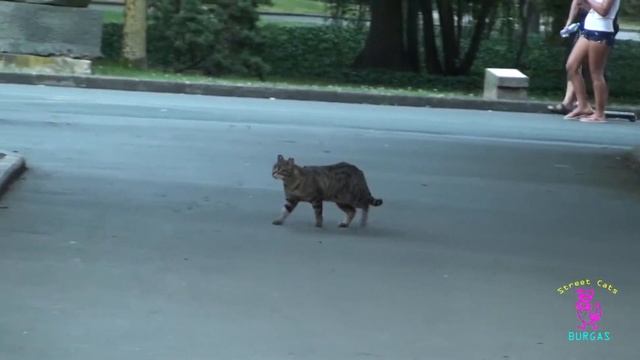 Hunting the Tabby Tiger смотреть онлайн