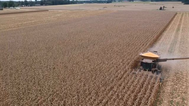 Corn harvest 2020.