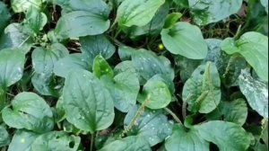 #песни80-х        Песня "ПОДОРОЖНИК  - ТРАВА".