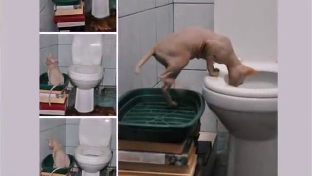 Как приучить кошку к унитазу? Советы владельцам кошек How to accustom a cat to a toilet bowl? смотреть онлайн