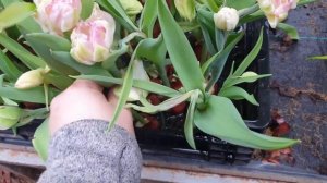 Как спасти тюльпан от топинга стебля, если процесс пошел