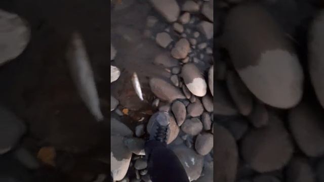 рыбалка на реке Катунь с друзьями. нереальный клев #алтай #рыбалка #хариус за смотреть онлайн