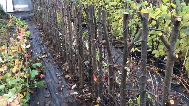 Живая изгородь из липы - жесткая обрезка осенью