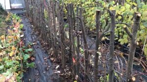 Живая изгородь из липы - жесткая обрезка осенью