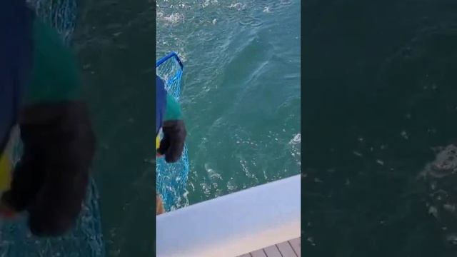 Владивосток рыбалка сима. #БлогВлдивосток смотреть онлайн