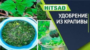 УНИКАЛЬНОЕ УДОБРЕНИЕ ДЛЯ ОГОРОДА ИЗ КРАПИВЫ