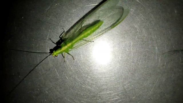 Златоглазка обыкновенная? Внешний вид ? Особенности ? смотреть онлайн