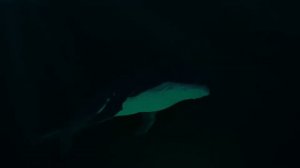 Пение кита на глубине океана. 3D