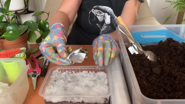 Посев крупноплодной земляники ЖЕНЕВА смотреть онлайн