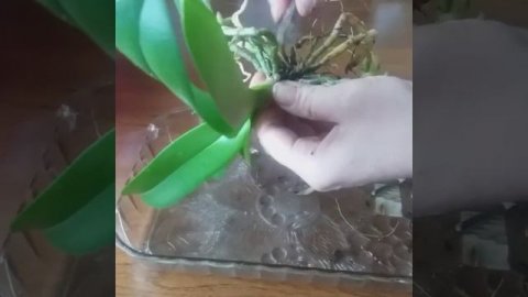 Орхидея. Пересадка орхидеи. Пересадка детки орхидеи.