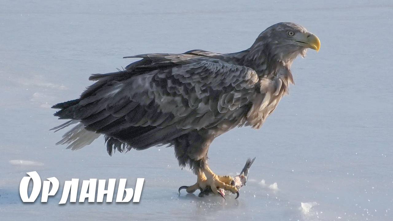 Орланы во Владивостоке, White-tailed eagles, 2021.