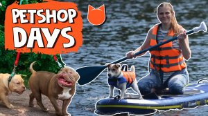 Как проходят самые круые праздники для собак. Фестиваль PETSHOP DAYS