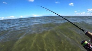 Морская береговая рыбалка на спиннинг, поймал саргана на блесну и Балтийскую Кумжу на воблер.