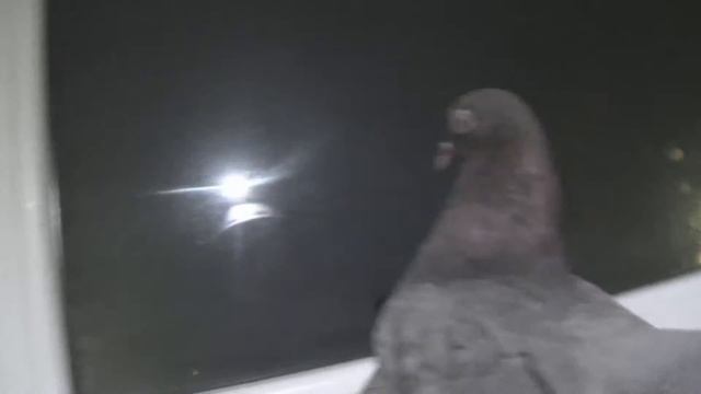 Голубь бородач ахахах смотреть онлайн