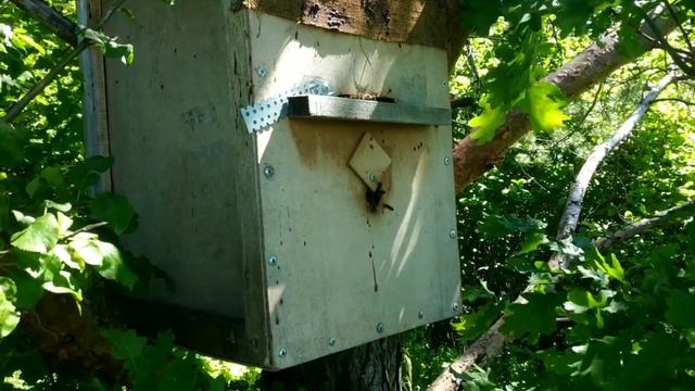 26.06.2022 года поймал ещё 2 роя смотреть онлайн