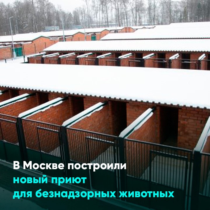 В Москве построили новый приют для безнадзорных животных