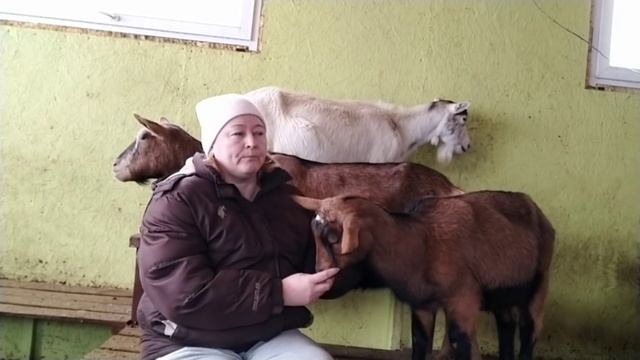 Корова - Коза// Перевозка беременных животных на кануне родов// Покупка козы с козленком