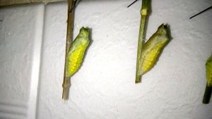 Куколки Махаона. Скоро бабочки.