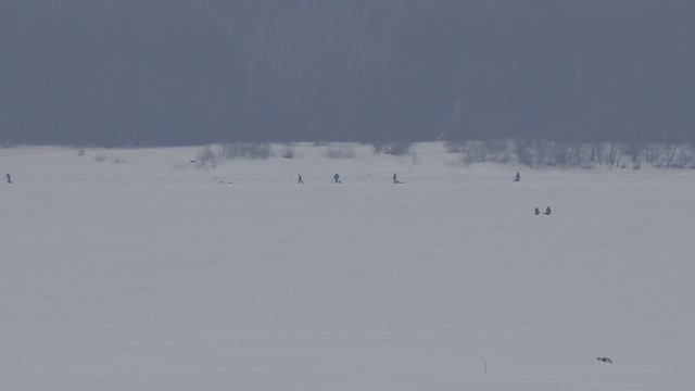 Где рыбачат Рыбаки Полный штиль Всего - 3 река Волга Чебоксарская ГЭС Ковш Новочебоксарск 28 01 2024