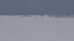 Где рыбачат Рыбаки Полный штиль Всего - 3 река Волга Чебоксарская ГЭС Ковш Новочебоксарск 28 01 2024