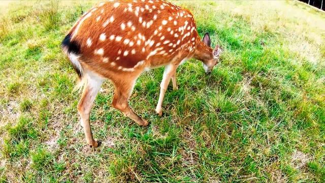 Арт-усадьба Веретьево. Путешествие за чаем смотреть онлайн