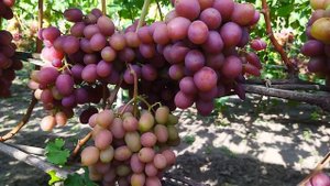 Виноград Гурман Ранній (2022)