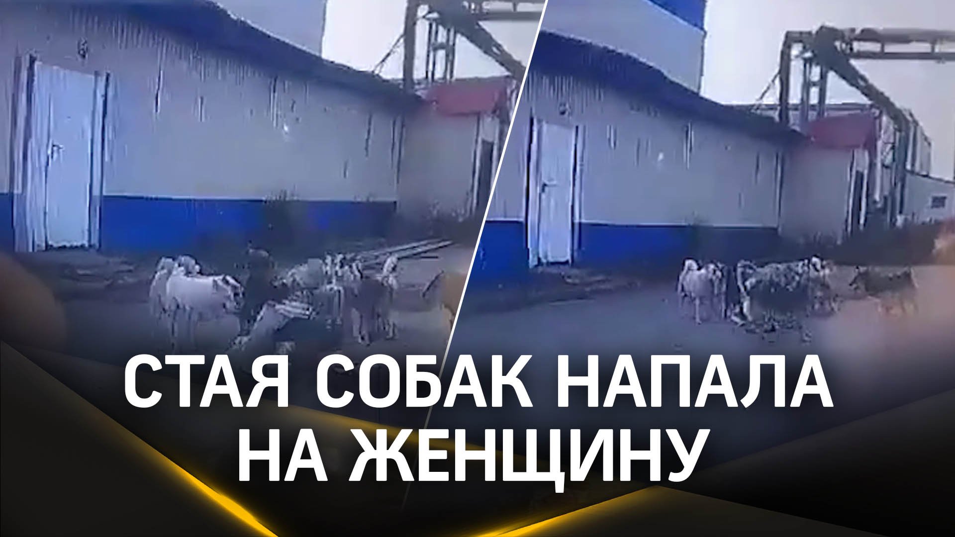 Стая собак чуть не разорвала женщину на рынке в Нижневартовске - спас автомобилист