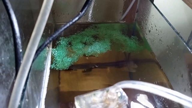 Самка гуппи родила Мальки гуппи Живородящие аквариумные рыбки