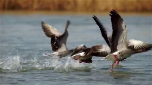 Болотные луни охотятся на гусей - Harrier vs ducks