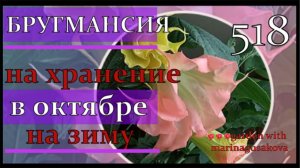 Бругмансия Цветок экзотический – трубы Ангела   Обрезка Осенью и Хранение brugmansia