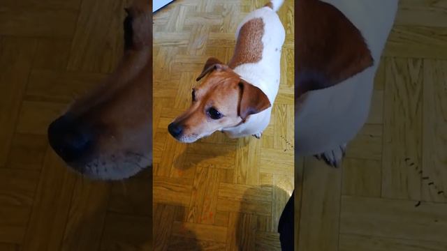 Эксперимент с морковкой! Experiment - the dog and the carrot смотреть онлайн