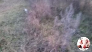 Электропастух СТАТИК - 3М. 2 года в работе.