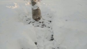 Зимовка абрикоса на Урале.