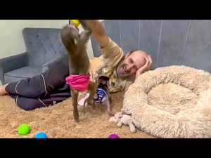 У Люси хватка КАК У БУЛЬТЕРЬЕРА! Посмотрите как весело Степашка уже играет с Люсей и мячиками)))