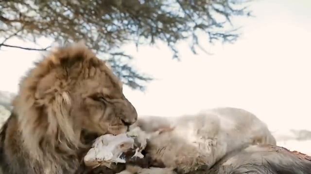 Born to be Wild - Dean Schneider смотреть онлайн