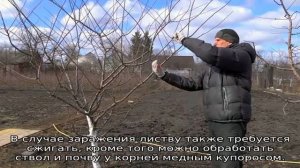 Слива Анна Шпет