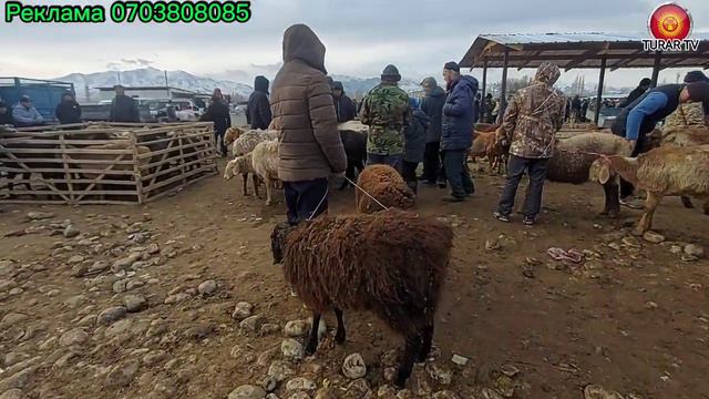 Талас мал базар кой базар 5-Март 2023