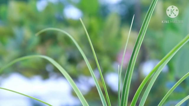 MONSOON PLANTS SHOPPING.... || AK GARDENING PASSION.. смотреть онлайн