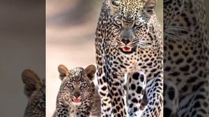 Познавательная программа для детей "Ребятам о зверятах".