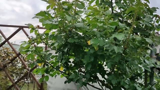 Еще раз о септориозе на розах.  Кордесовская пятристость.