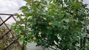 Еще раз о септориозе на розах. Кордесовская пятристость.