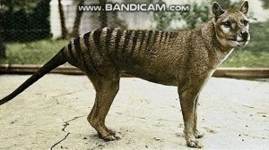 Tasmanian Tiger Sounds