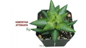 58 HAWORTHIA SPECIES | HERB STORIES