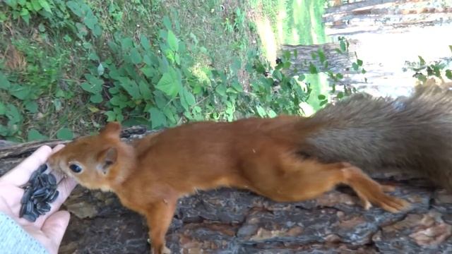 кормление белки смотреть онлайн